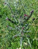 Cynoglossum officinale