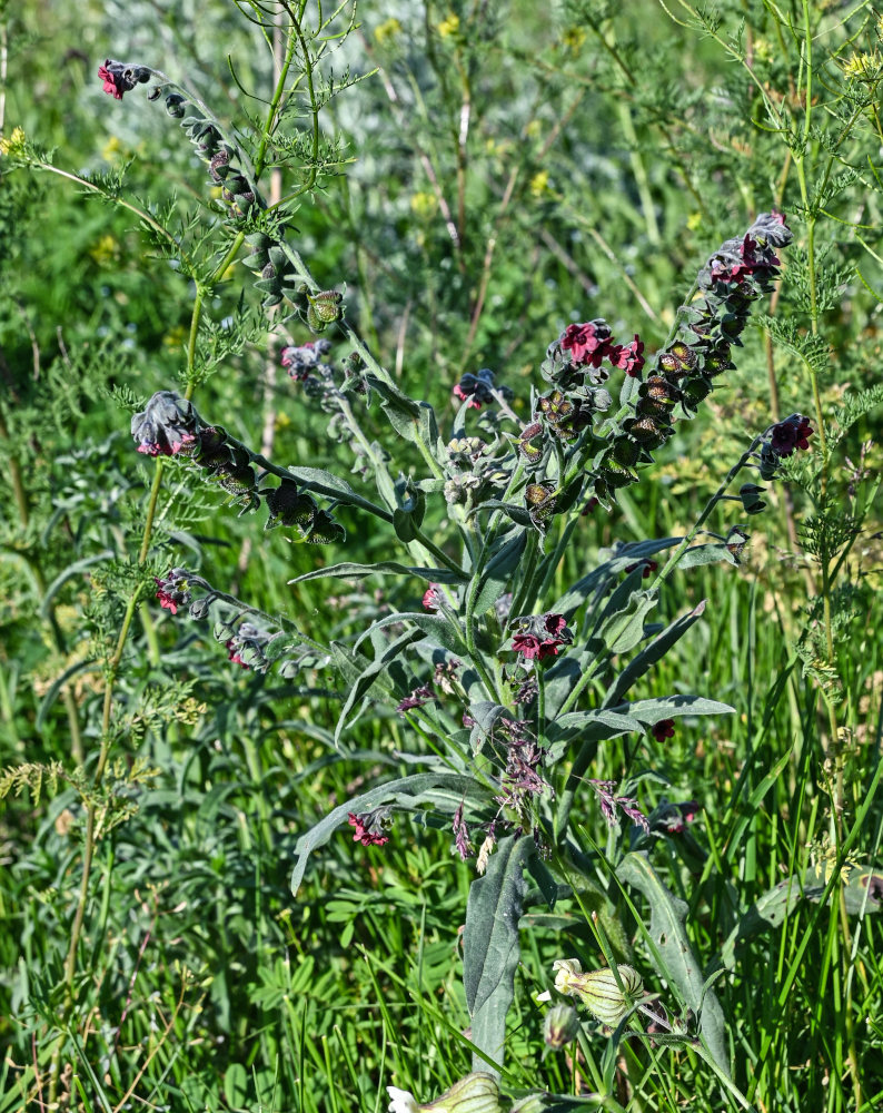 Изображение особи Cynoglossum officinale.