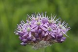 Allium suworowii