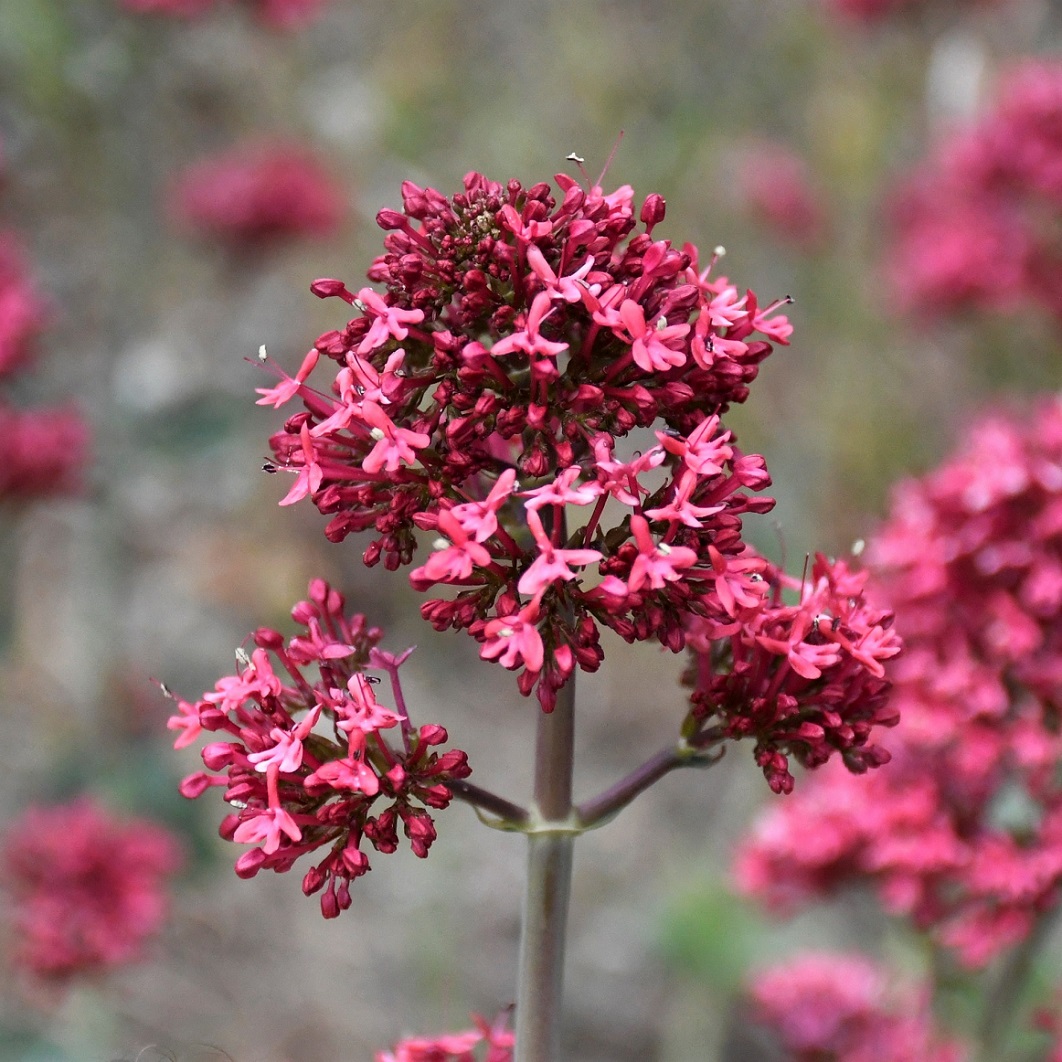 Image of Centranthus ruber ssp. sibthorpii specimen.