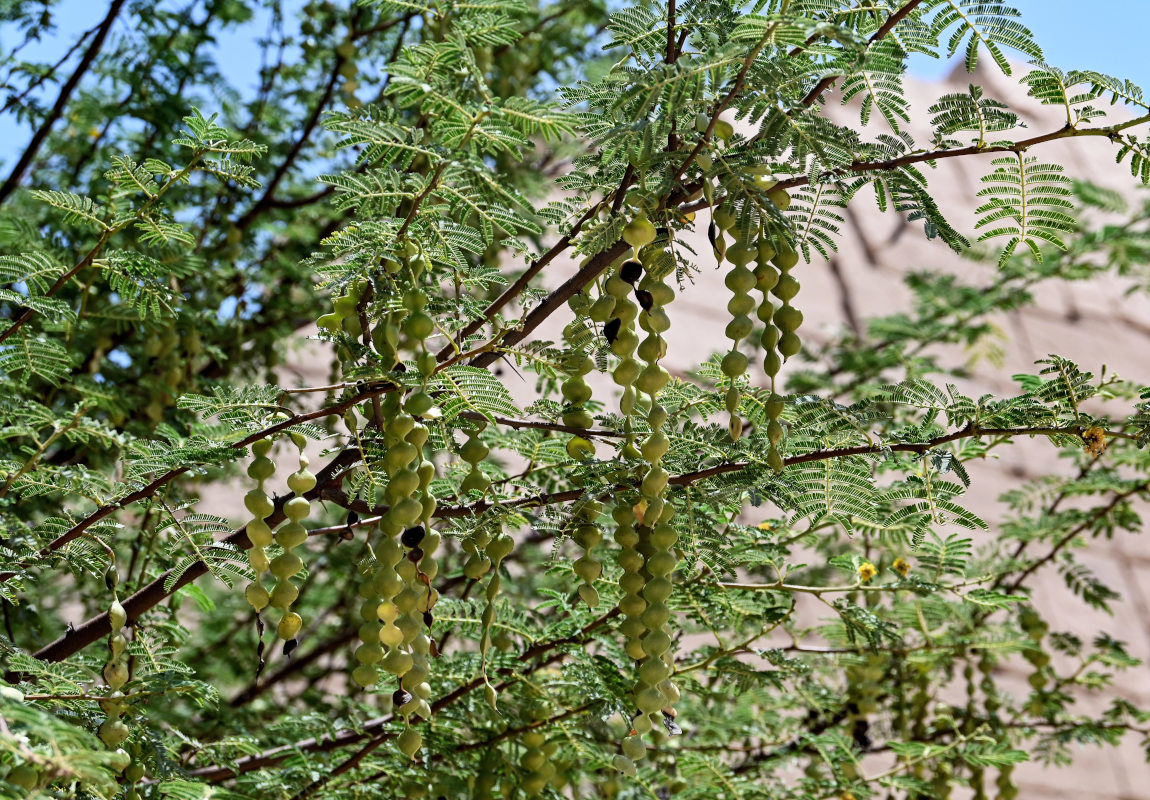 Image of Vachellia nilotica specimen.
