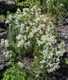 Galium hyrcanicum. Цветущие растения. Армения, обл. Арагацотн, гора Арагац, ущелье р. Аркашен, крепость Амберд, ≈ 2300 м н.у.м., каменистый участок лугового склона. 20.06.2022.