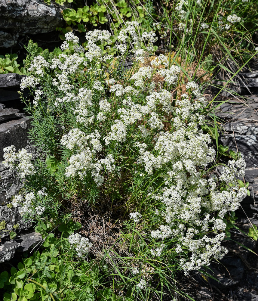 Изображение особи род Galium.