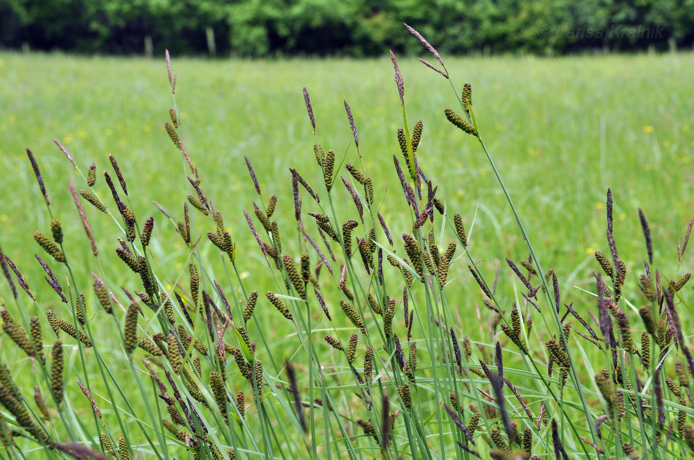 Изображение особи Carex schmidtii.