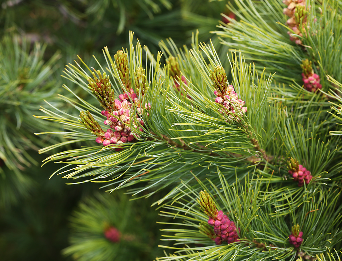 Изображение особи Pinus pumila.