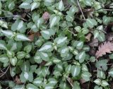 View full-size image Lamium maculatum