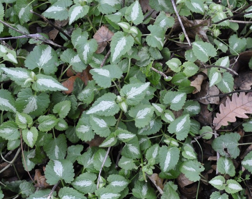 Изображение особи Lamium maculatum.