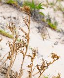 Oenothera stricta. Соплодия со вскрывшимися плодами. Чили, обл. Valparaiso, провинция Isla de Pascua, северо-восточная часть острова, бухта Anakena, закреплённые дюны. 09.03.2023.