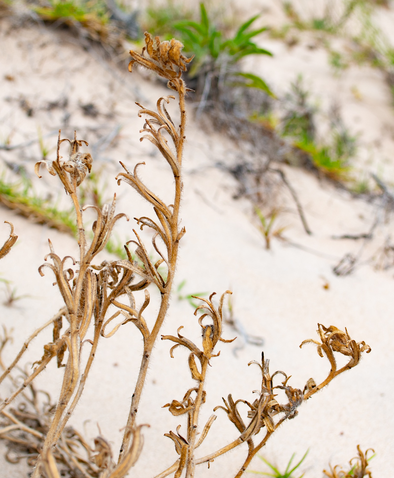Image of Oenothera stricta specimen.