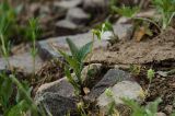 genus Viola. Цветущее растение. Челябинская обл., Кизильский р-н, окр. с. Богдановское, долина р. Урал, зарастающий прибрежный галечник. 8 мая 2023 г.