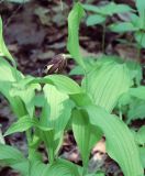 Cypripedium calceolus. Верхняя часть расцветающего растения. Ленинградская обл., Ломоносовский р-н, окр. дер. Вильповицы, глинт, кленово-ясеневый лес. 01.06.2023.