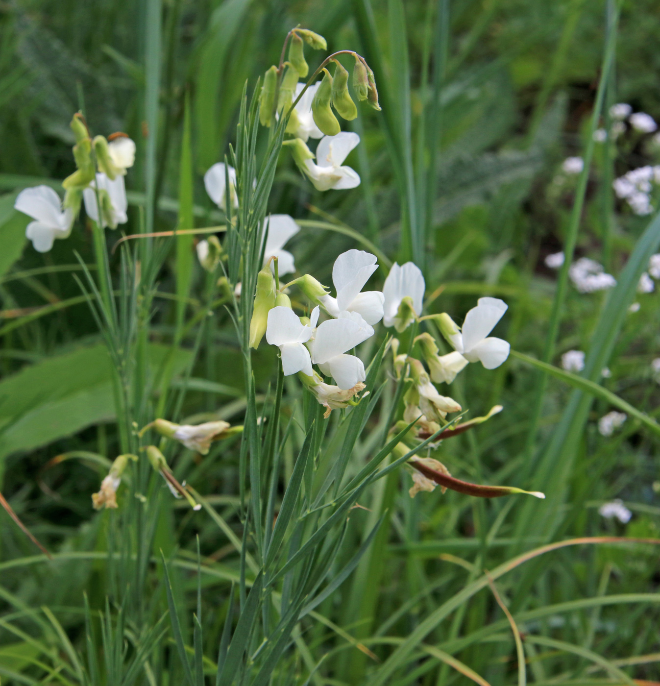 Image of Lathyrus pannonicus specimen.