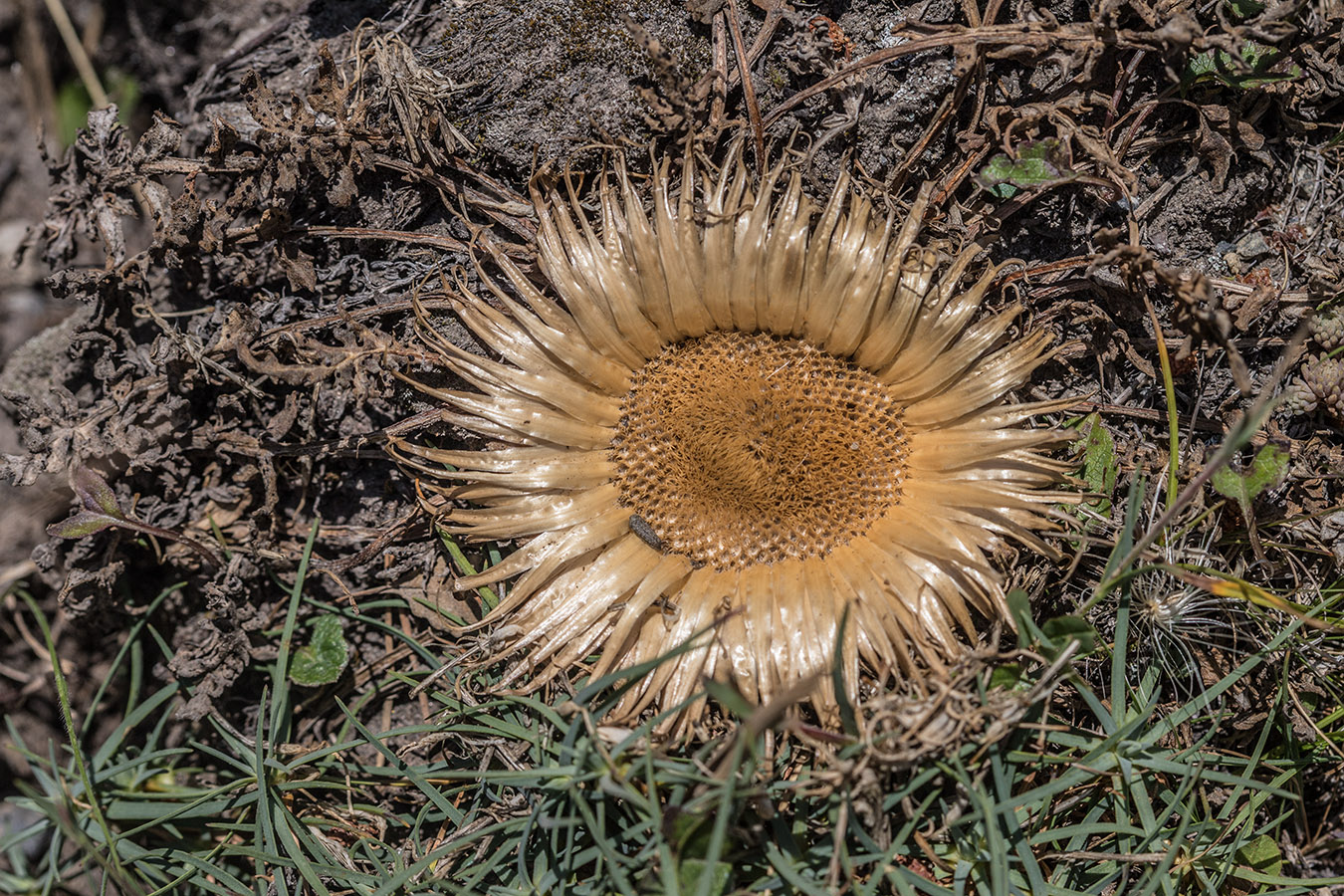 Изображение особи Jurinella moschus.