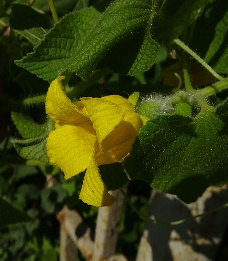 Image of Thladiantha dubia specimen.