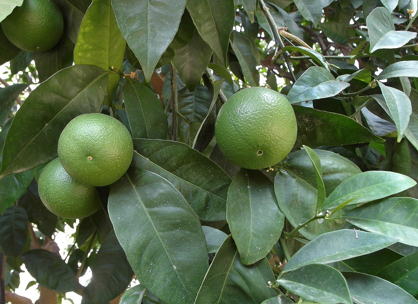 Изображение особи Citrus reticulata.