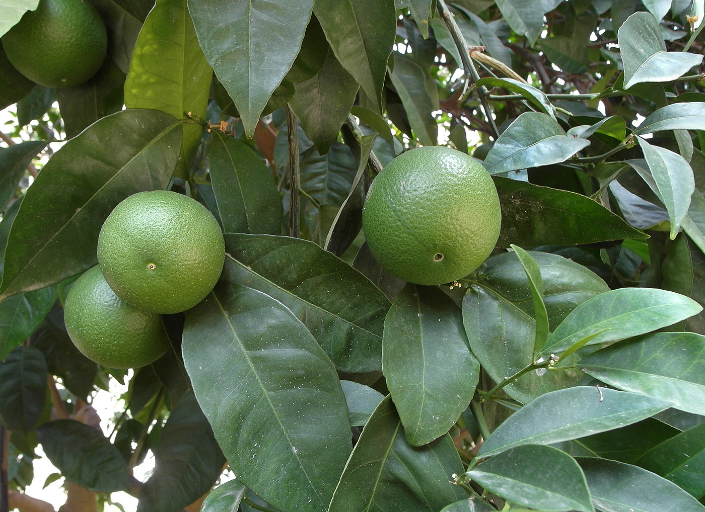 Изображение особи Citrus reticulata.