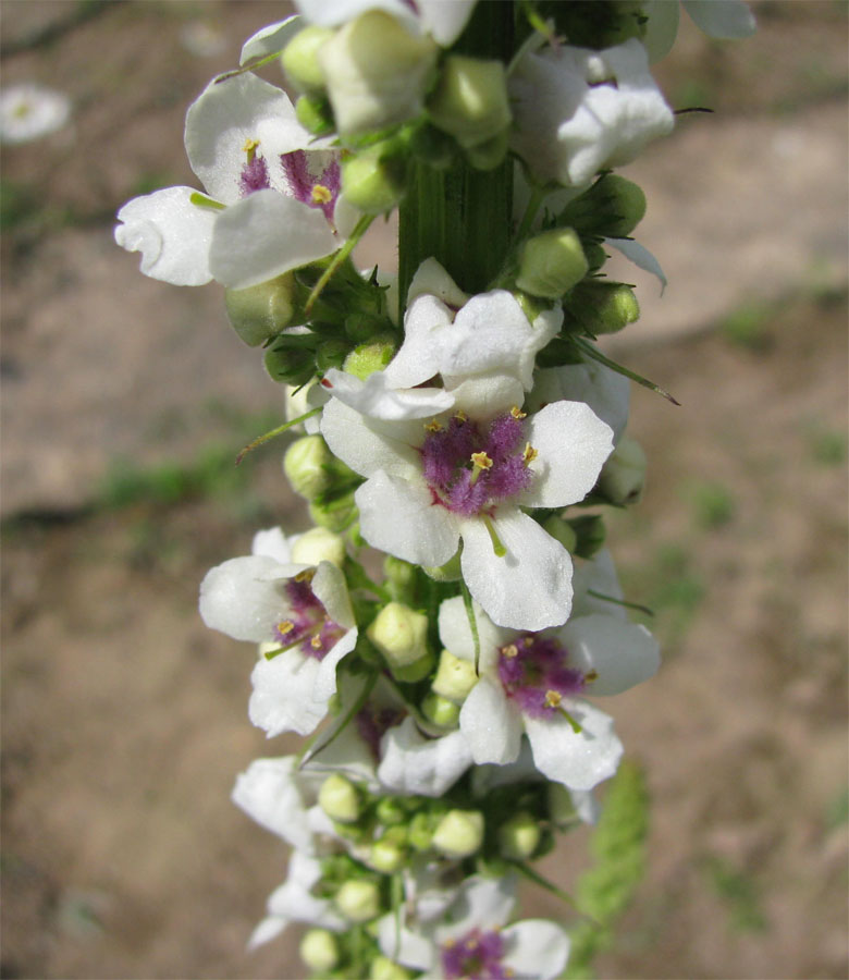 Изображение особи Verbascum nigrum.