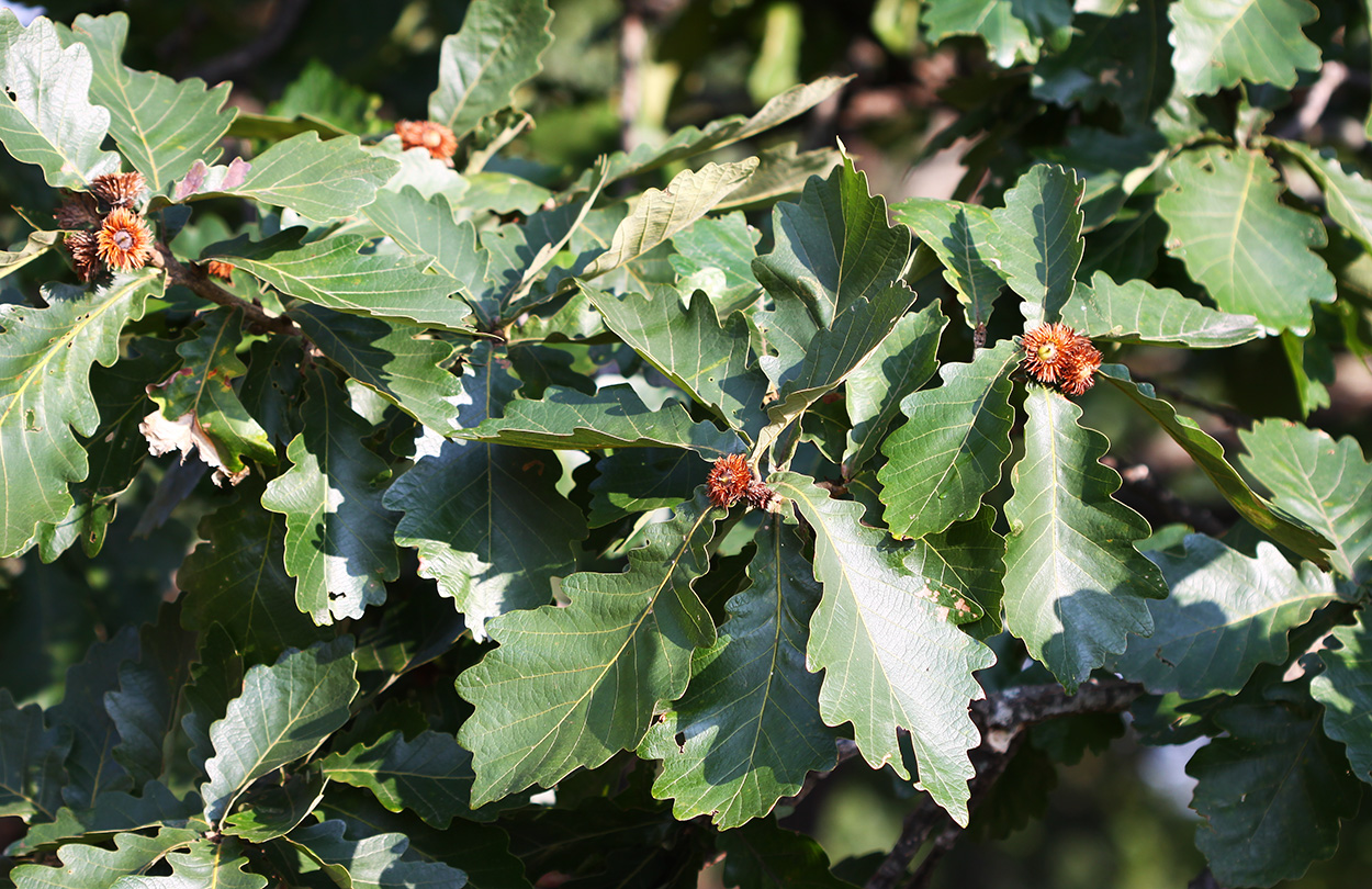 Изображение особи Quercus dentata.