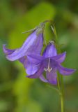 Campanula collina. Цветки. Карачаево-Черкесия, Карачаевский р-н, Большой Кавказ, правый берег реки Узункол, ≈ 1960 м н.у.м., сосновый лес. 20.07.2023.