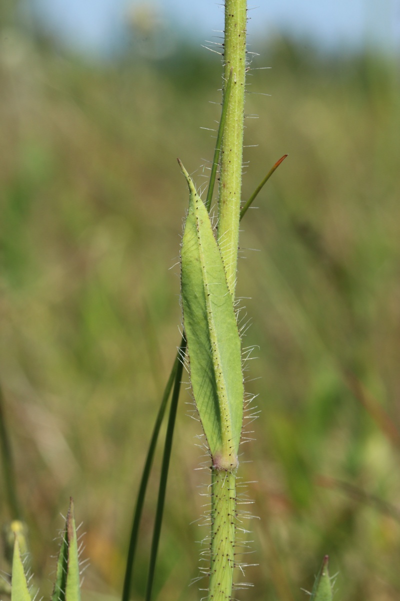 Image of Pilosella praealta specimen.