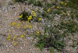 Crepis sonchifolia