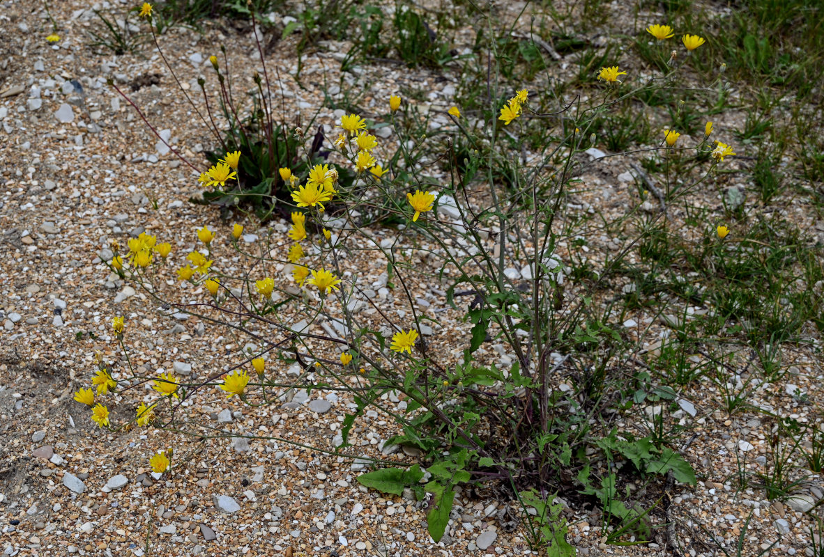 Изображение особи Crepis sonchifolia.