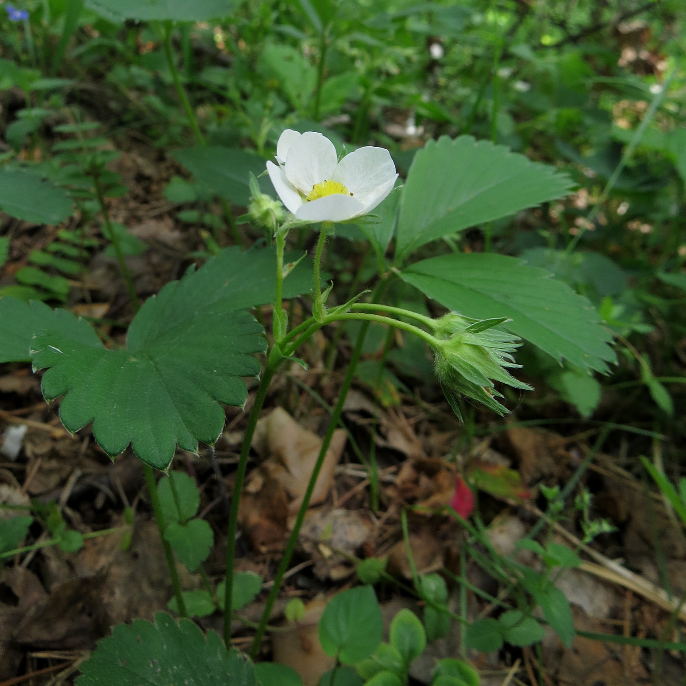 Изображение особи Fragaria × ananassa.