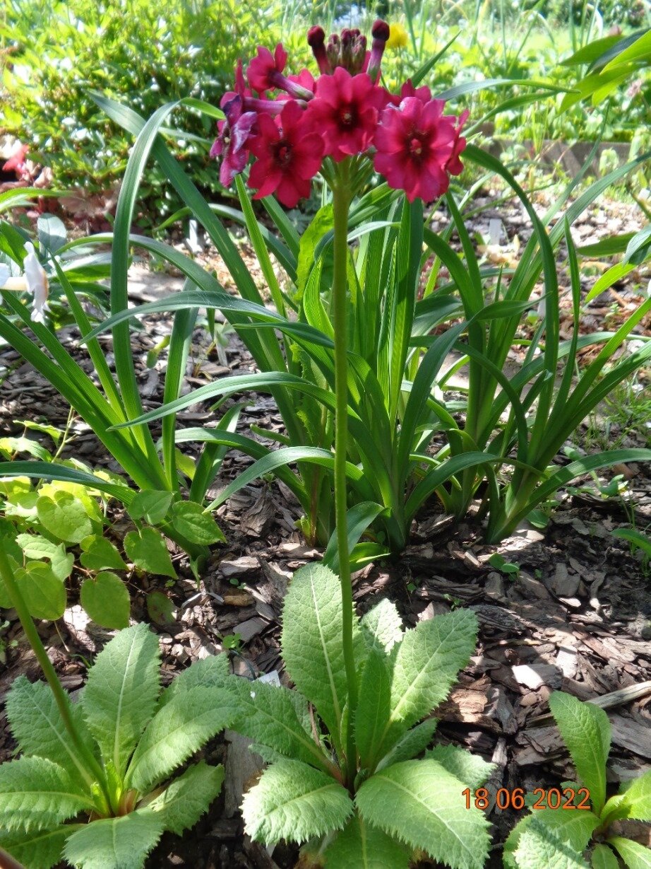 Image of Primula japonica specimen.