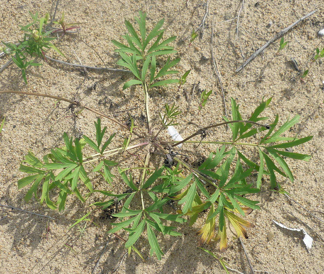 Image of Pulsatilla dahurica specimen.