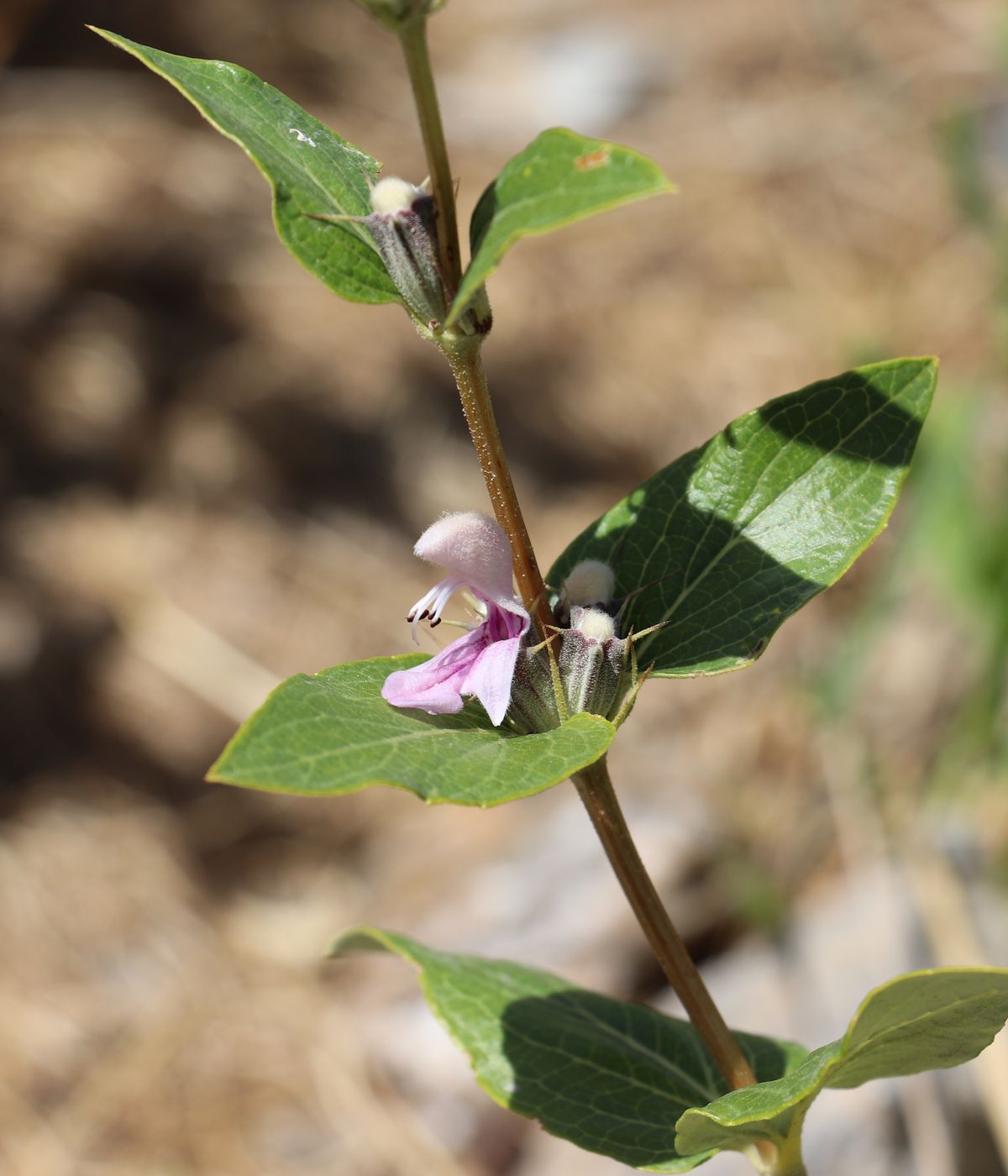 Изображение особи Phlomis nubilans.