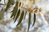 Eucalyptus camaldulensis