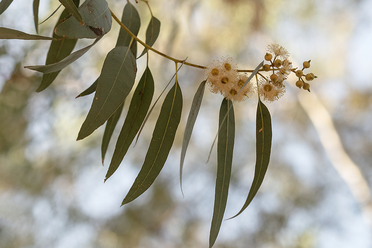 Изображение особи Eucalyptus camaldulensis.