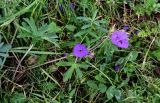 Geranium ruprechtii. Цветущее растение. Ингушетия, Джейрахский р-н, с. Эгикал, ≈ 1200 м н.у.м., луг. 24.07.2022.