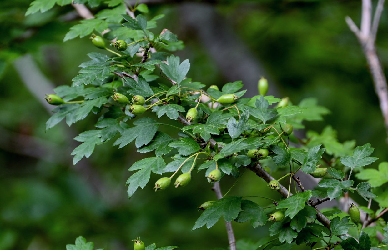 Image of genus Crataegus specimen.