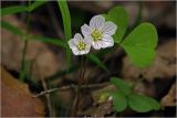 Oxalis acetosella