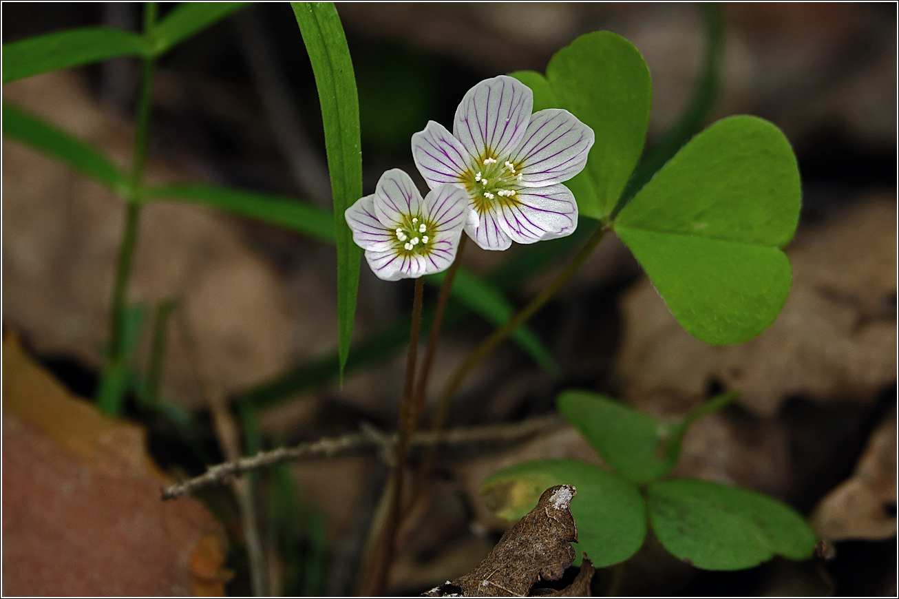 Image of Oxalis acetosella specimen.