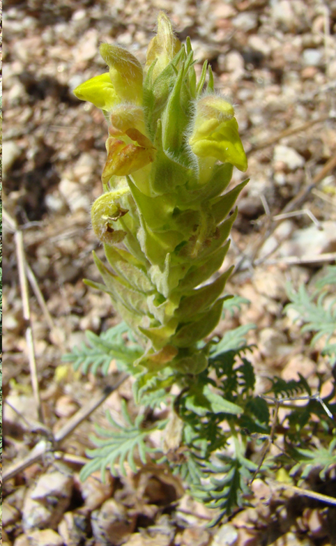 Image of Scutellaria botbaevae specimen.