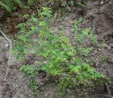 Hypericum xylosteifolium