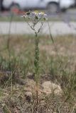 Tripleurospermum inodorum