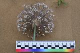 Allium subscabrum