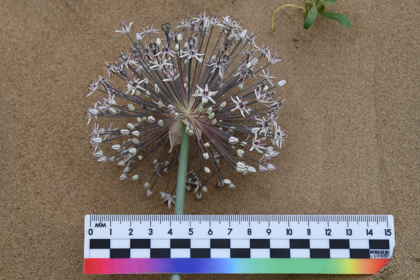 Image of Allium subscabrum specimen.