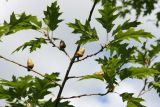 Quercus rubra