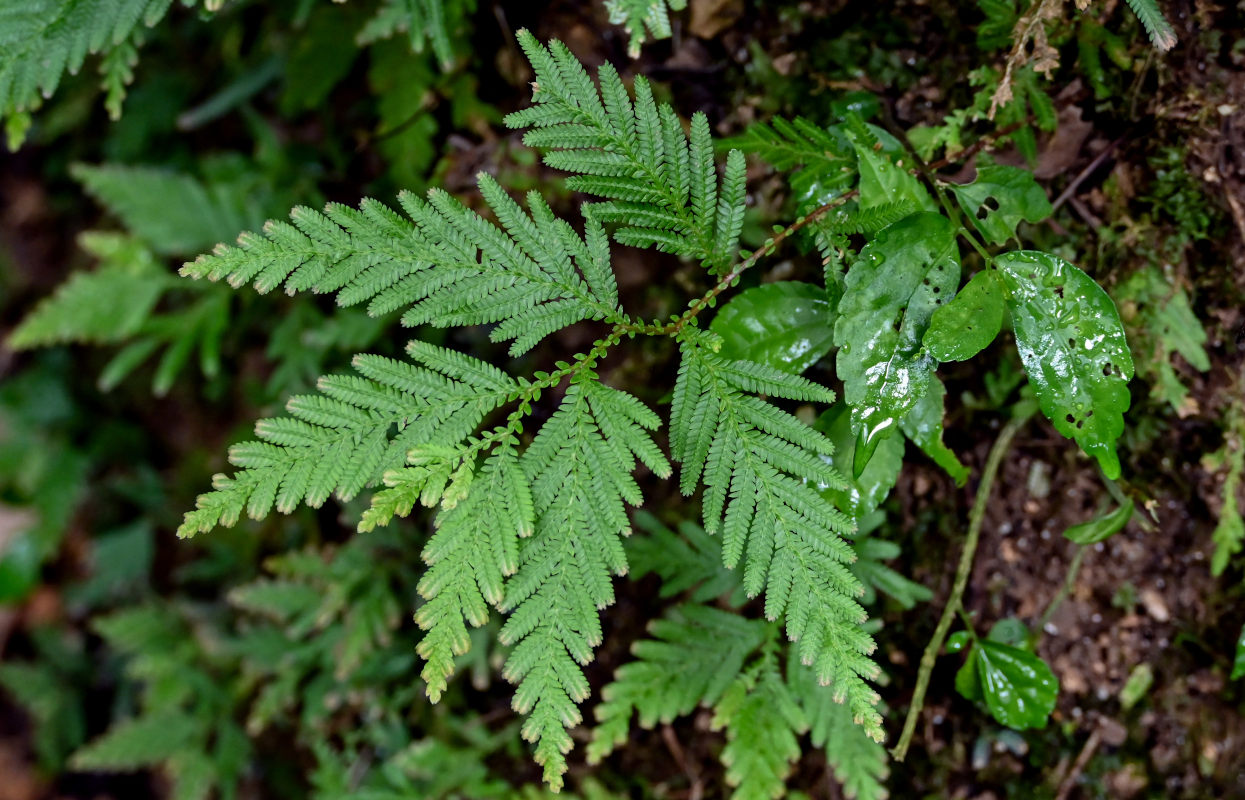 Image of Selaginella delicatula specimen.