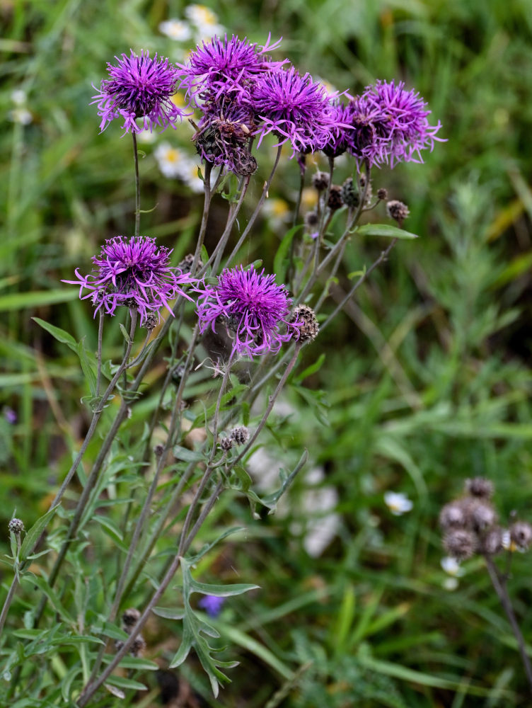 Изображение особи Centaurea scabiosa.