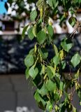 Betula pendula