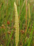 Ophioglossum vulgatum. Фертильная часть листа, несущая спорангии. Нидерланды, провинция Groningen, национальный парк Lauwersmeer, влажная луговина. 28 июня 2008 г.