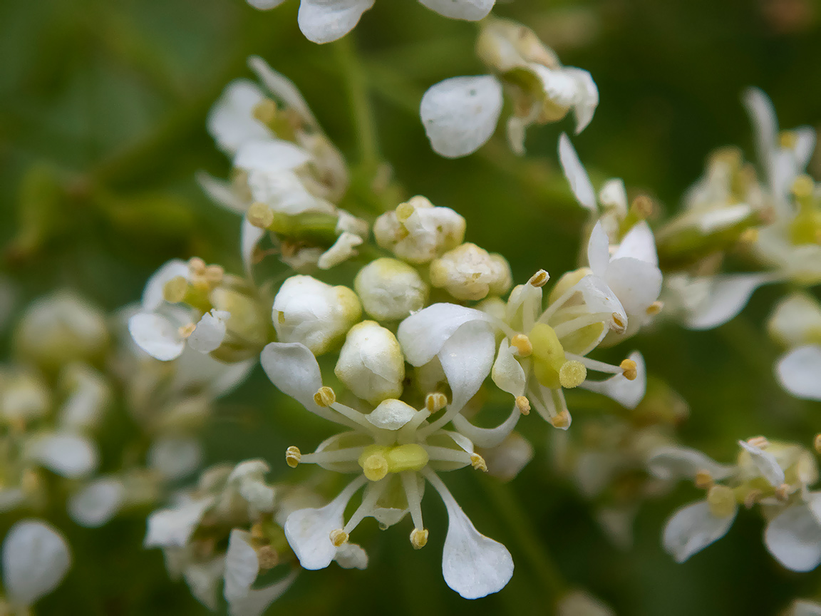 Image of Cardaria draba specimen.