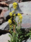 Solidago virgaurea ssp. dahurica