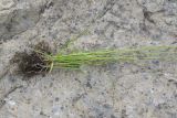 семейство Poaceae