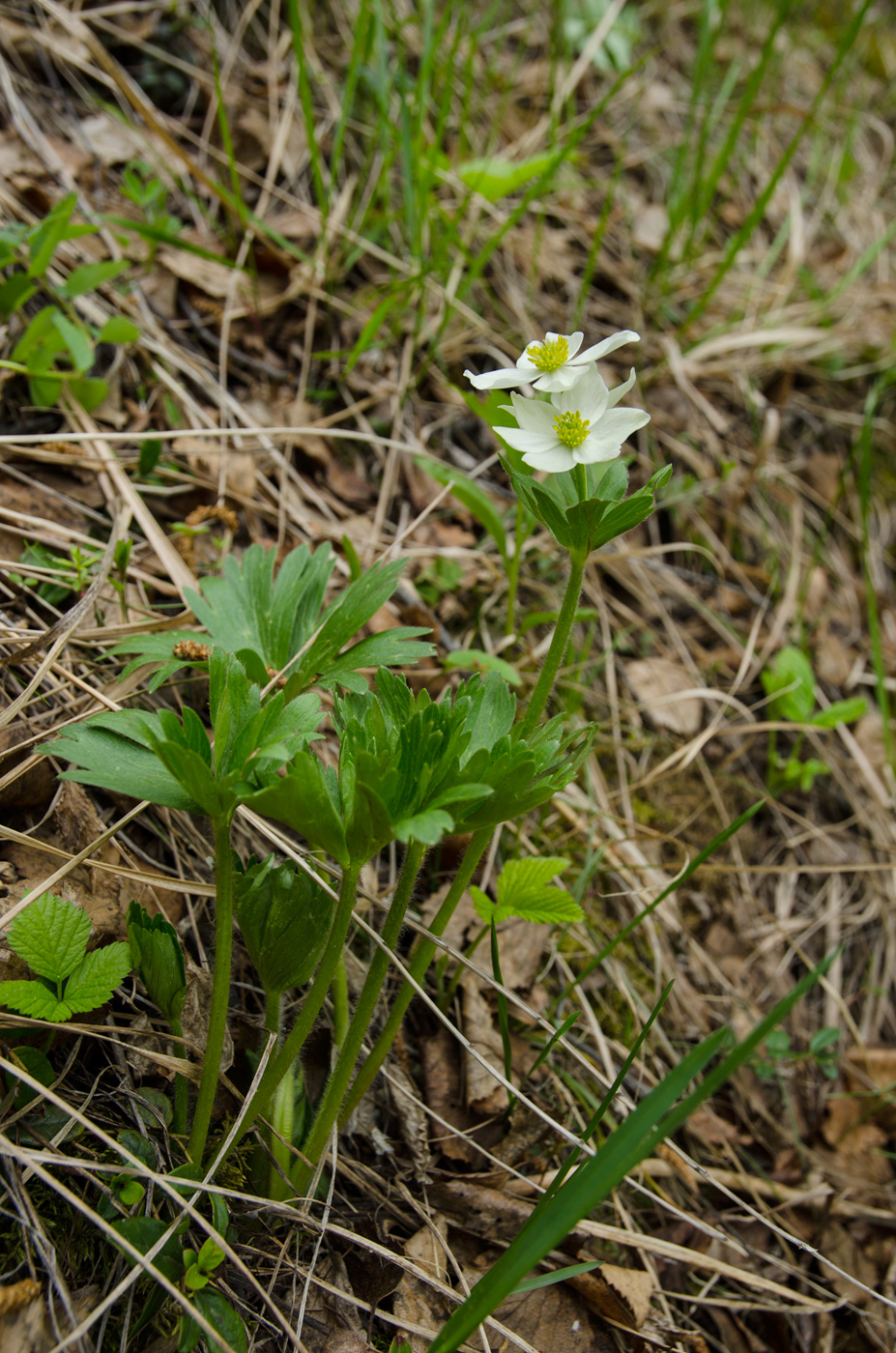 Image of Anemonastrum biarmiense specimen.